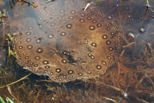 Image of Ocellate River Stingray