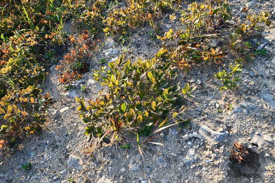 Image of Rhododendron schlippenbachii Maxim.