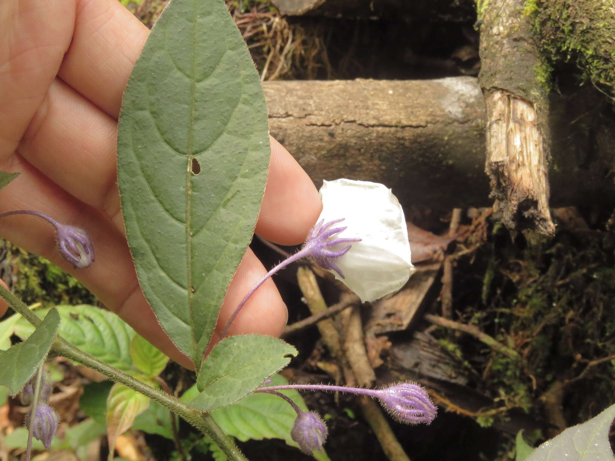 Image of Lycianthes pilifera (Benth.) Bitter