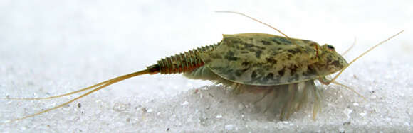 Image of Tadpole shrimp