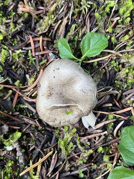 Image of Hygrophorus pustulatus (Pers.) Fr. 1838