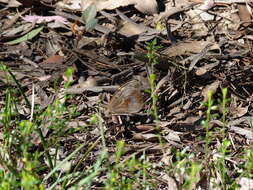 Image of Common Brown