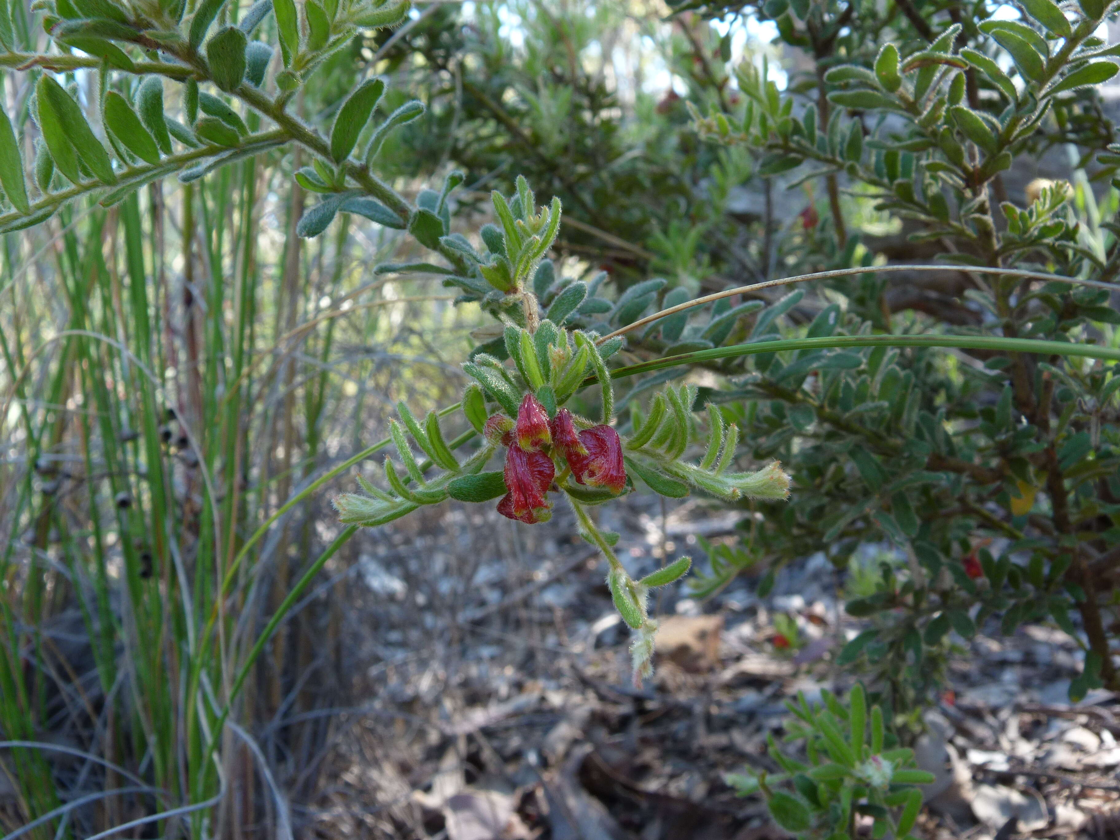 صورة Grevillea alpina Lindl.