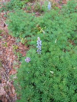 Image of sundial lupine