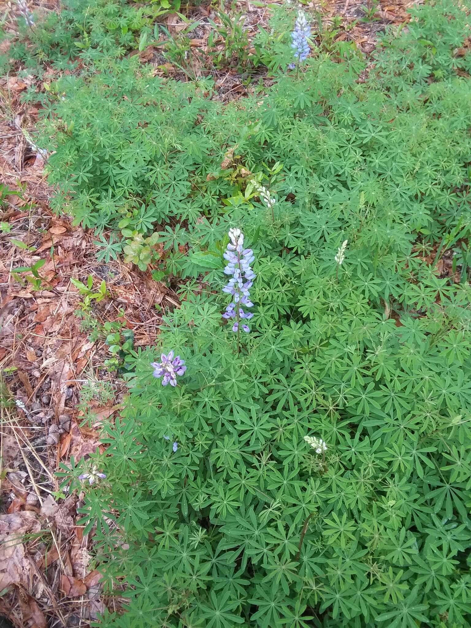 Imagem de Lupinus perennis subsp. gracilis (Nutt.) D. B. Dunn