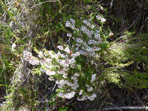 Imagem de Erica corydalis Salisb.