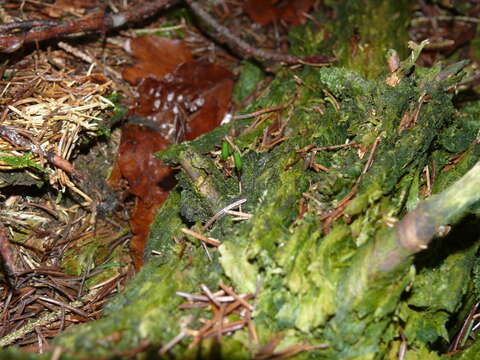 Image of Green shield moss