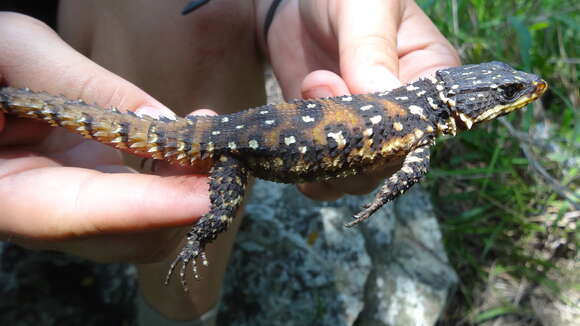 Image of Warren's girdled lizard