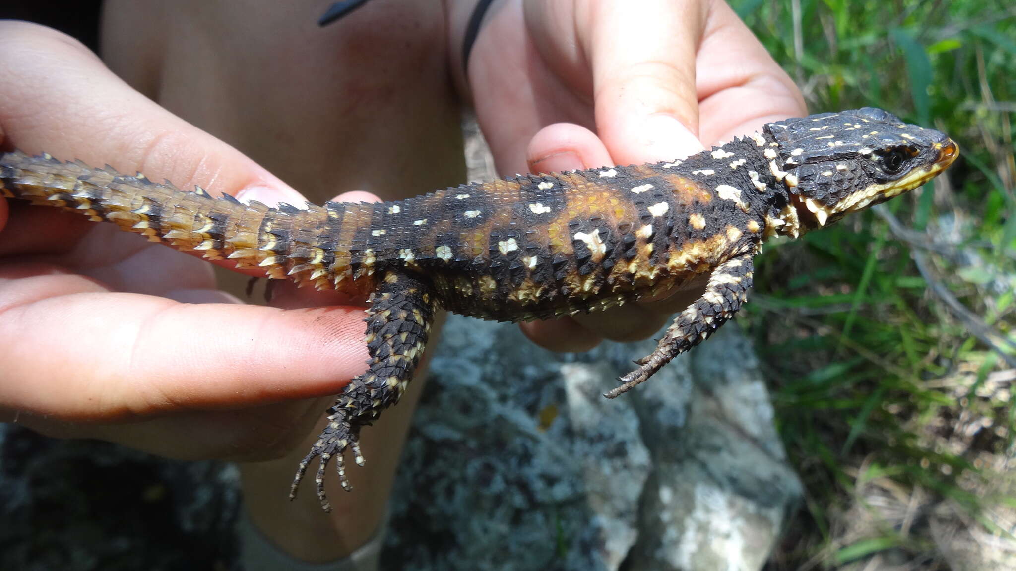 Image of Warren's girdled lizard