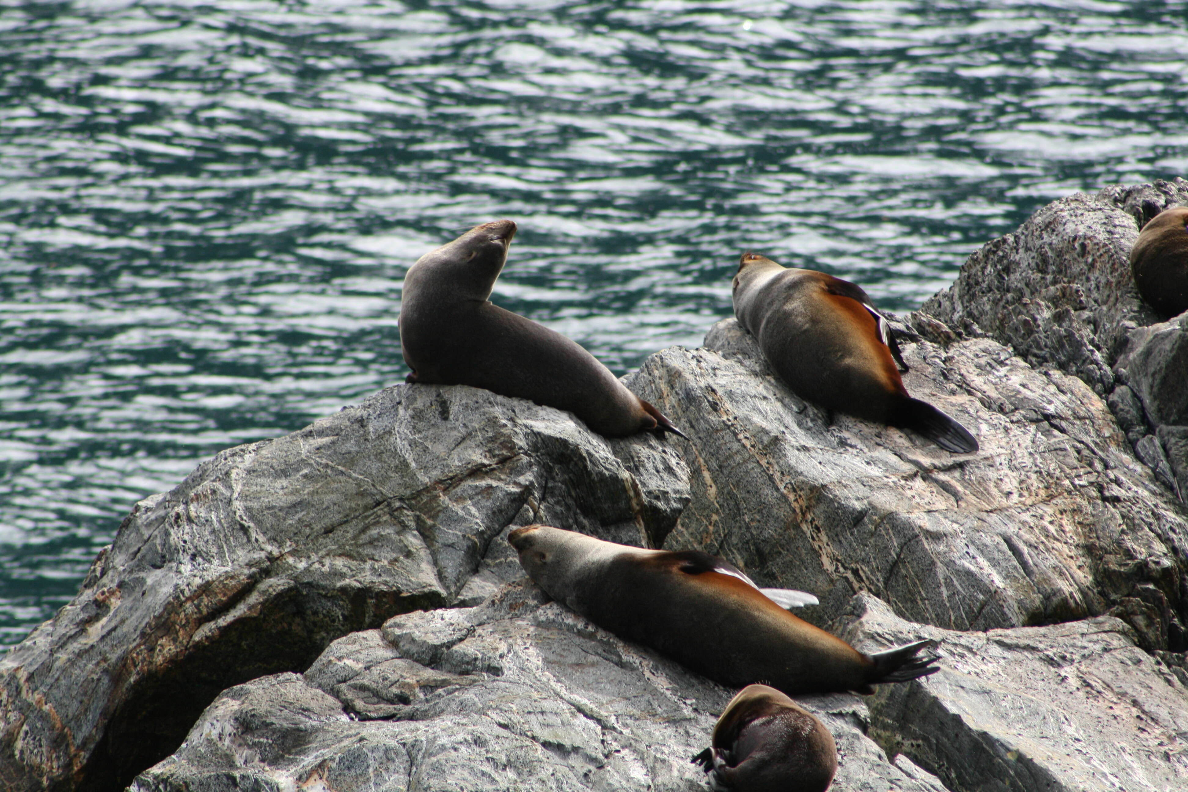 Image of Antipodean Fur Seal