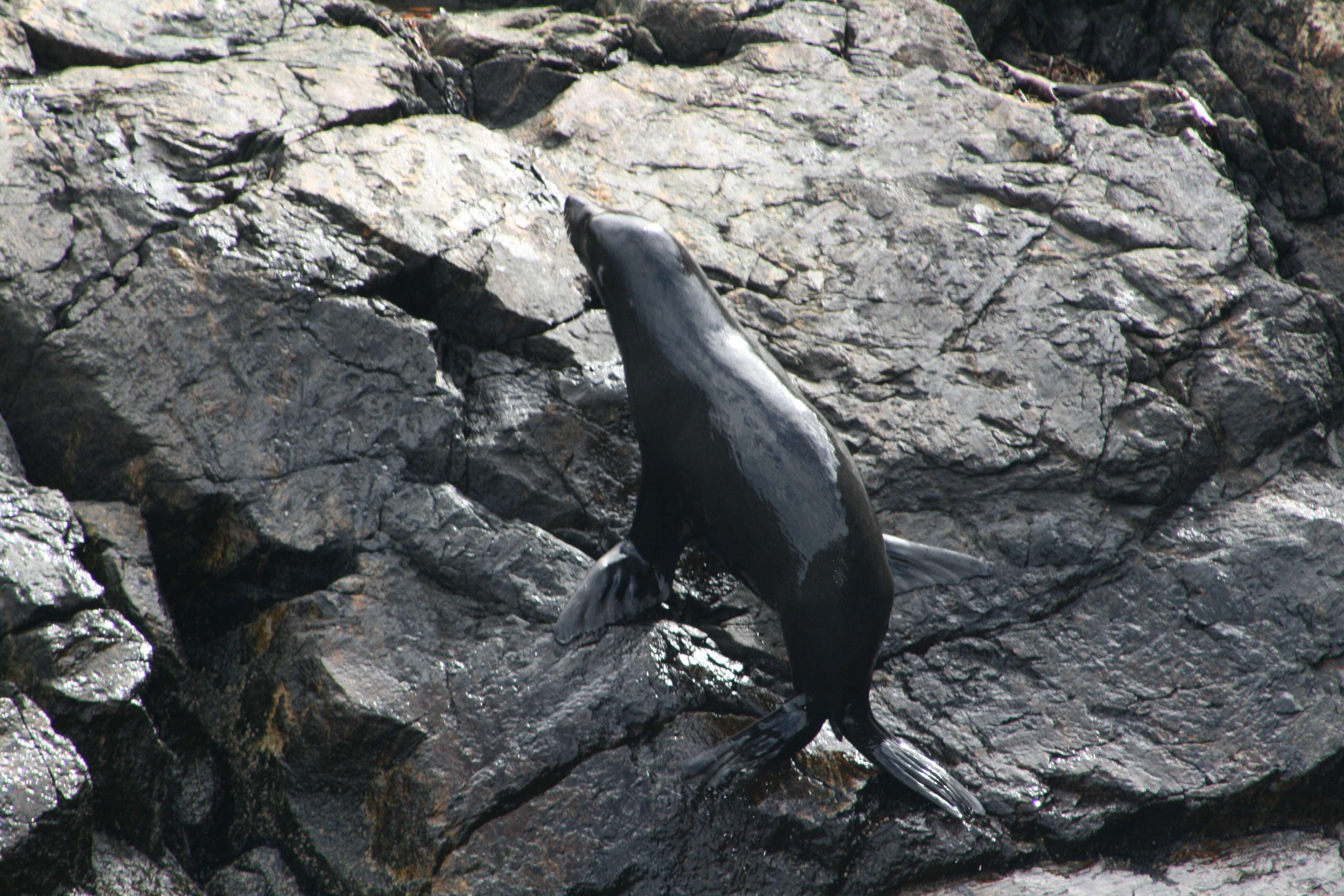 Image of Antipodean Fur Seal