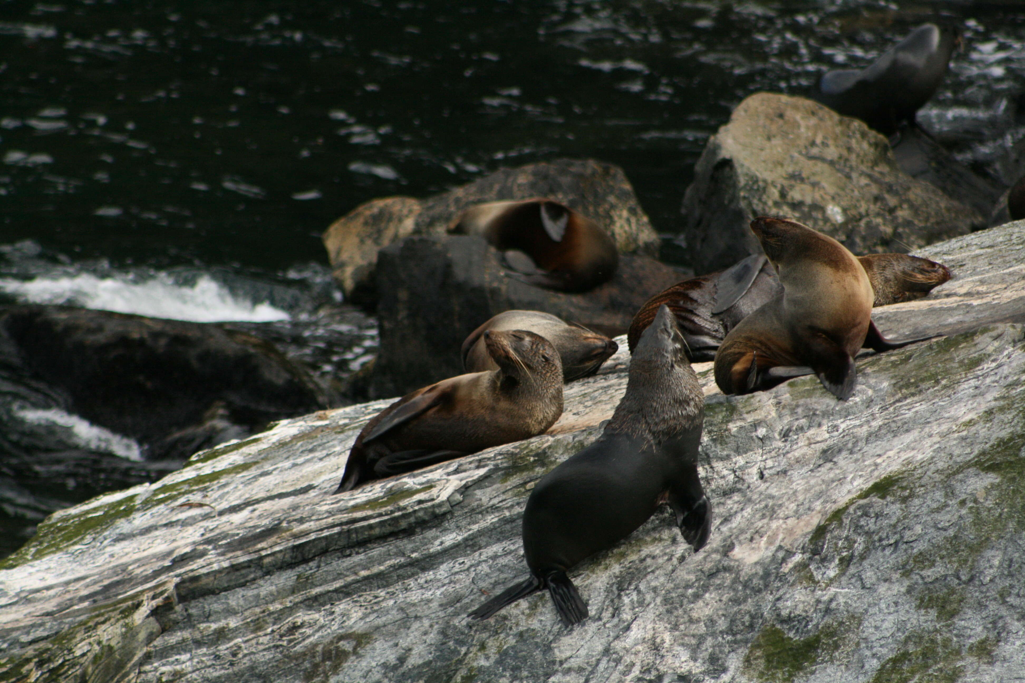 Image of Antipodean Fur Seal