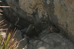 Image of Antipodean Fur Seal