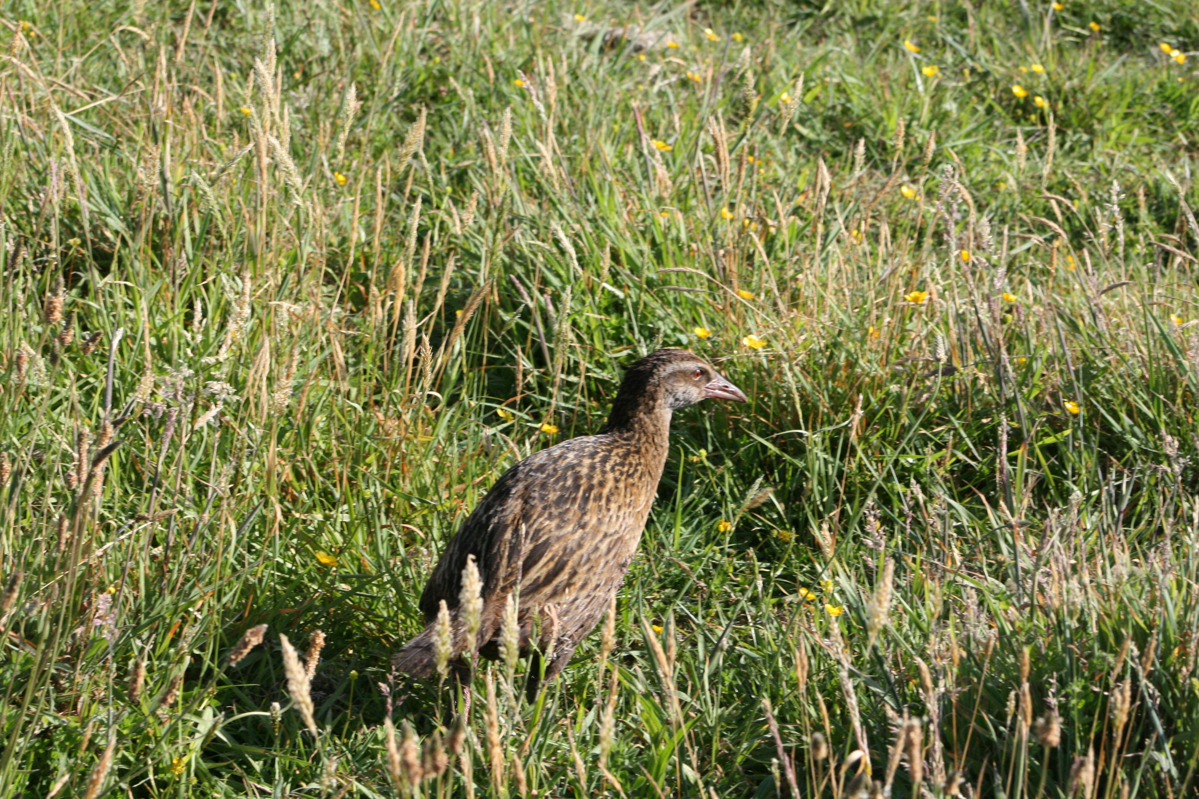 Image of Weka