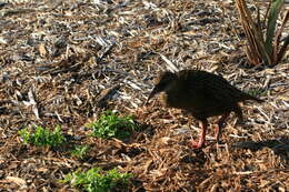 Image of Weka