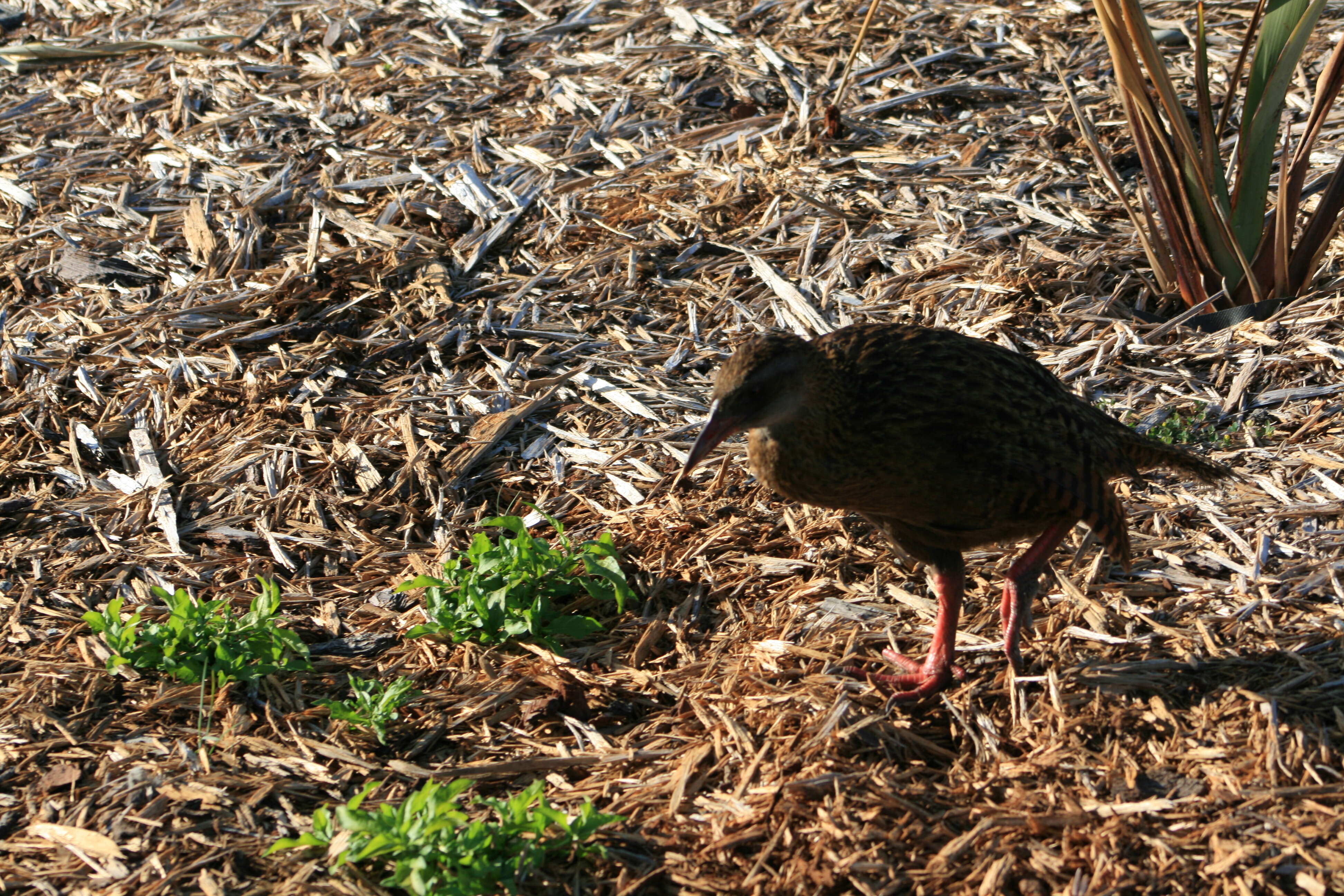 Image of Weka