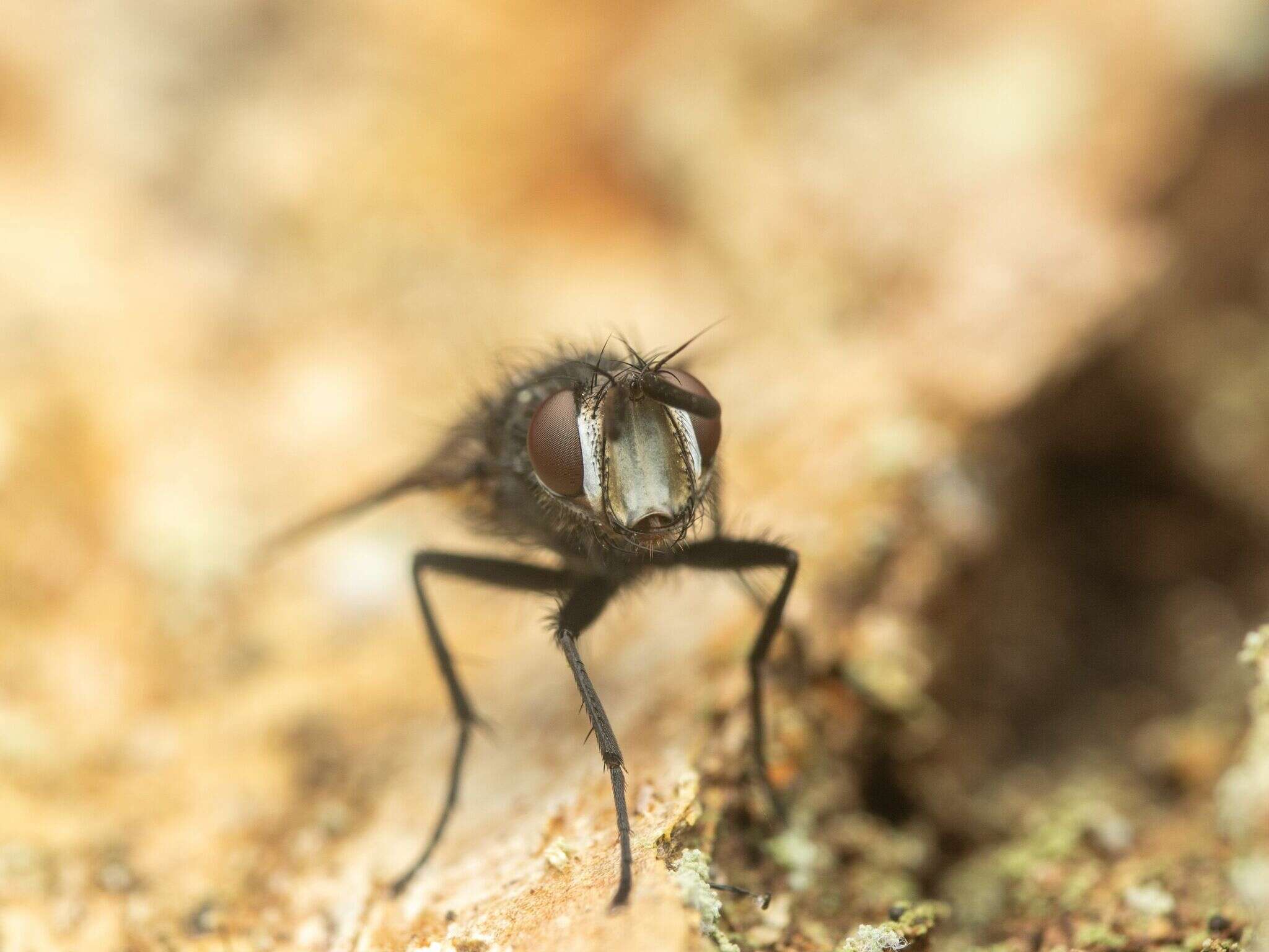 صورة Admontia degeerioides (Coquillett 1895)