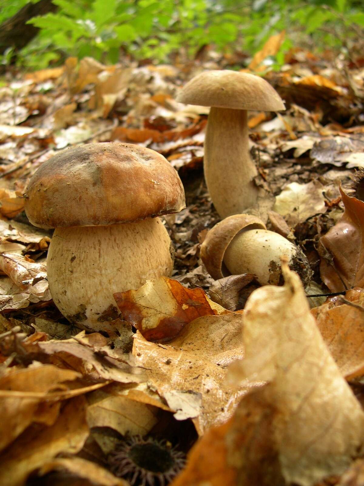 Imagem de Boletus reticulatus Schaeff. 1774