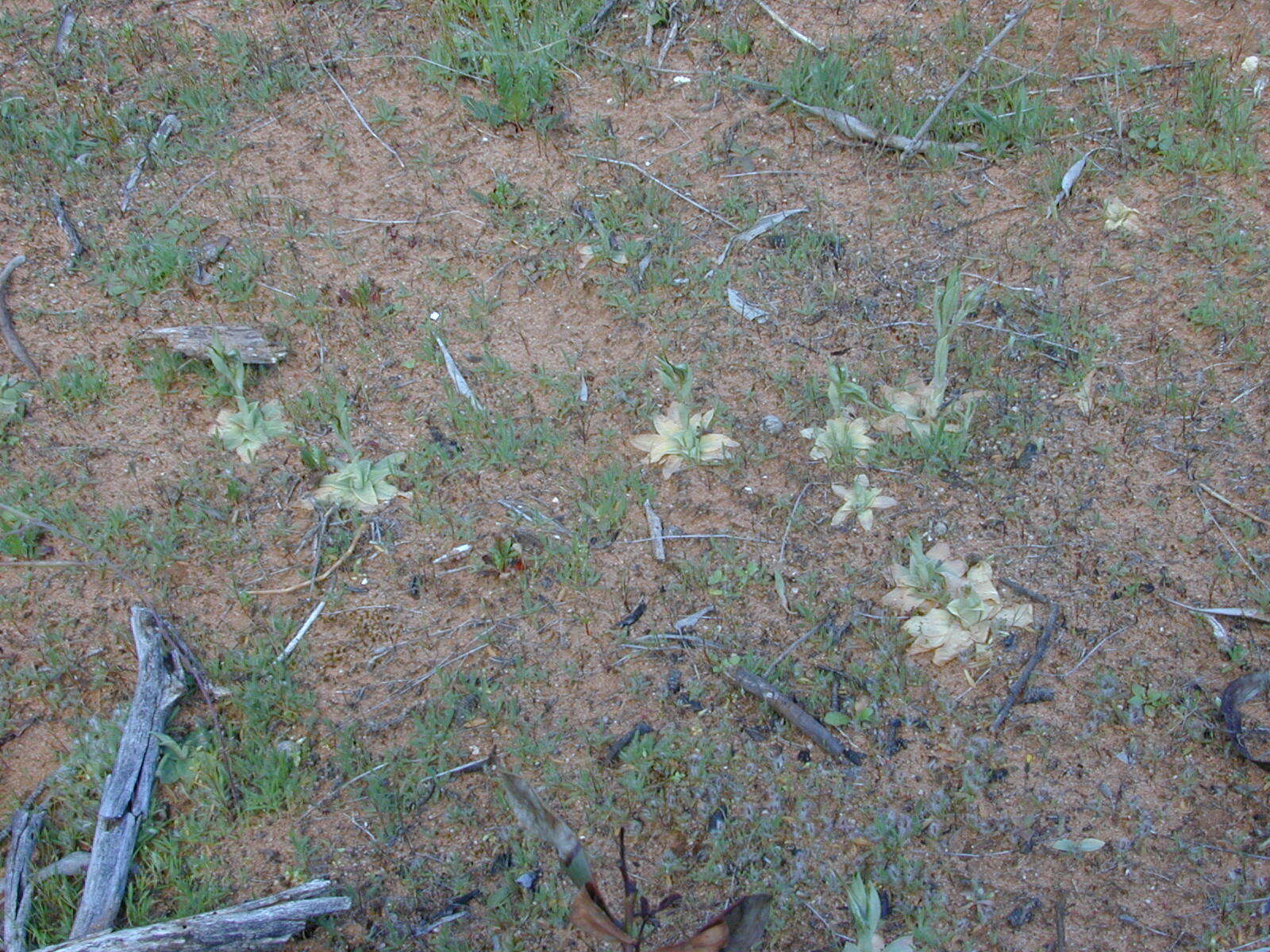 Image of Pterostylis arenicola M. A. Clem. & J. Stewart