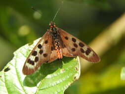 Image of Acraea niobe Sharpe 1893