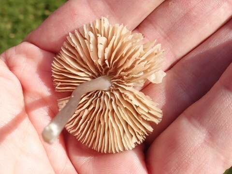 Image of Entoloma exile (Fr.) Hesler 1967