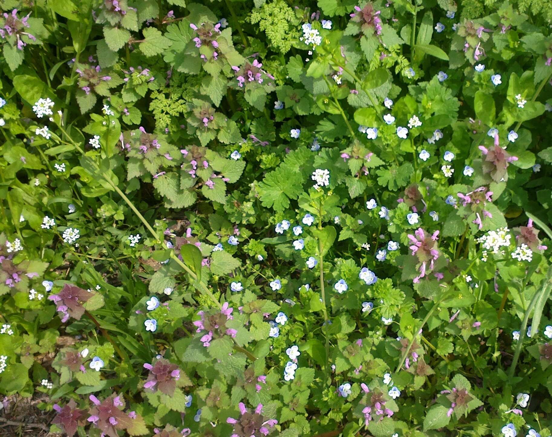 Image of white ballmustard