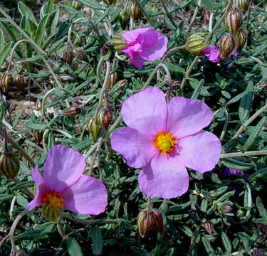 Image of Helianthemum vesicarium Boiss.