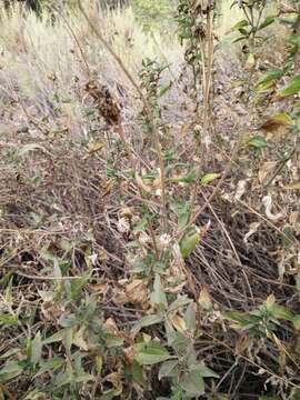 Sivun Encelia californica Nutt. kuva