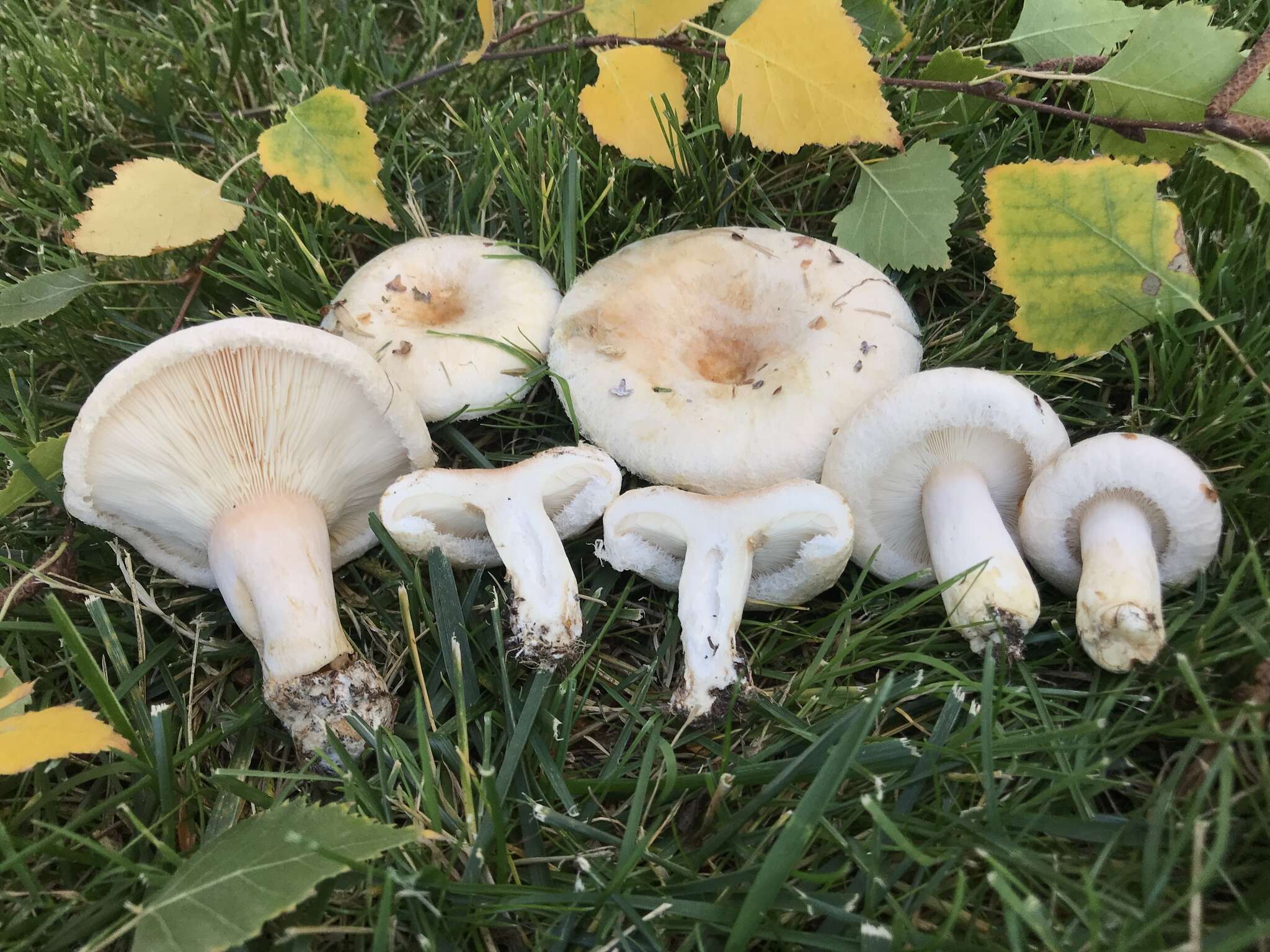 صورة Lactarius pubescens Fr. 1838