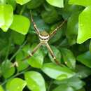 Image of St Andrews cross spider