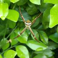 Imagem de Argiope keyserlingi Karsch 1878