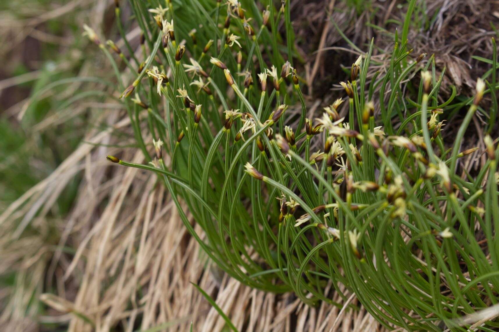 Image of Trichophorum cespitosum subsp. cespitosum