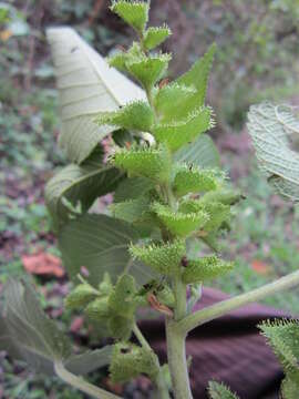 Imagem de Acalypha andringitrensis Leandri