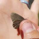 Coenonympha haydeni Edwards 1872的圖片