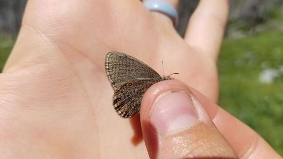 Coenonympha haydeni Edwards 1872的圖片