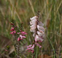 Plancia ëd Epacris impressa Labill.