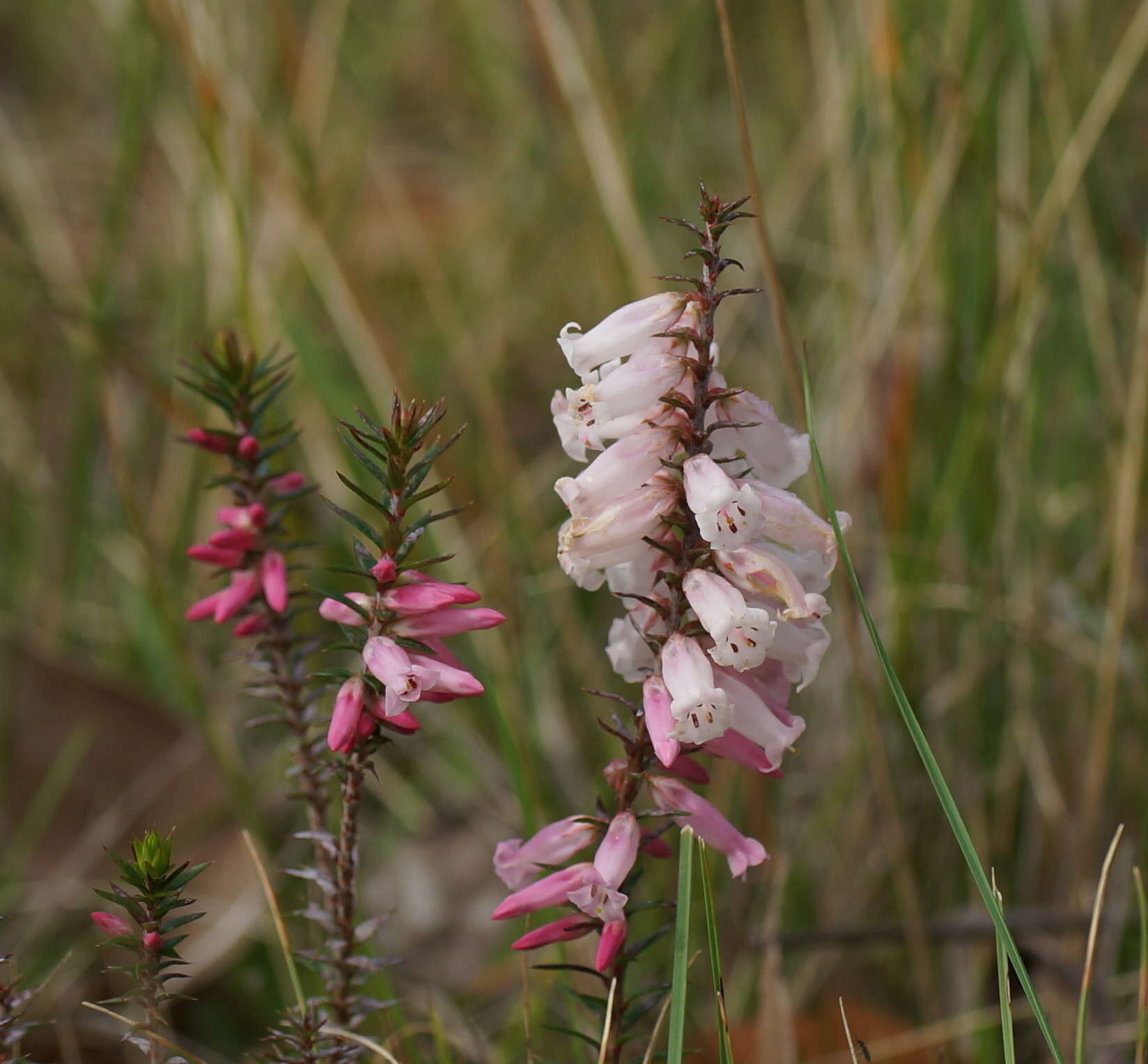 Plancia ëd Epacris impressa Labill.