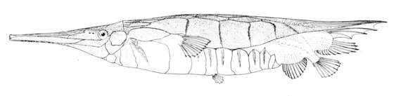 Слика од Centriscus cristatus (De Vis 1885)