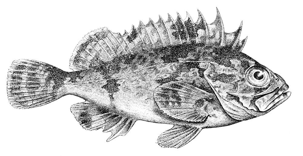 Image of Gymnapistes