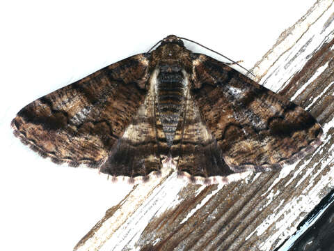 Image of Cryphaea xylina Turner 1917