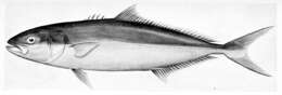 Image of California Yellowtail