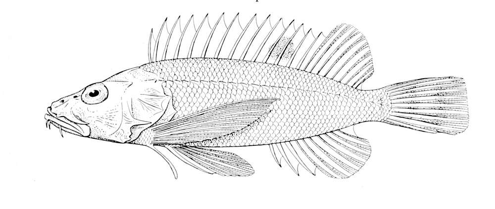 Слика од Apistops caloundra (De Vis 1886)