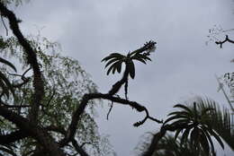 Image de Pachypodium lamerei Drake