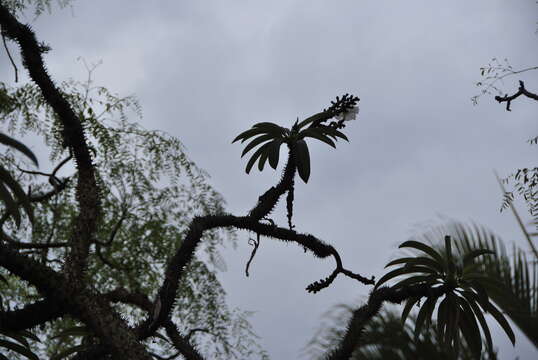 Image of Pachypodium lamerei Drake