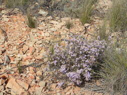 Image of Fine-leaved felicia