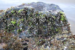 Image of goose neck barnacle