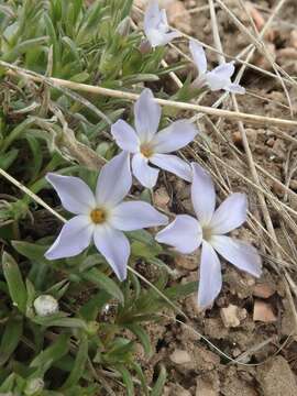 Image of flowery phlox