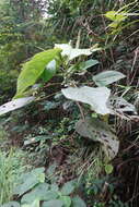 Imagem de Acalypha angatensis Blanco