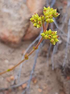 Image of Crassula mollis Thunb.