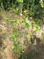 Image of Italian buckthorn